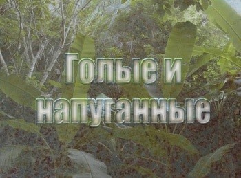 Голые и напуганные Неожиданность