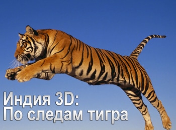 Индия 3D: По следам тигра