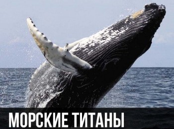 Морские титаны Обитатели глубин