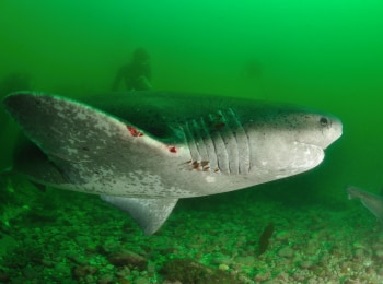 Океанские хищники Морские львы