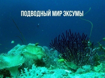 Подводный мир Эксумы 2 серия